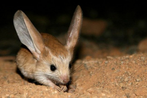 Джербоа Джербоа