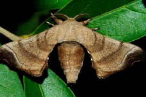 Шовковий черв'як Шовковий черв'як