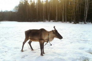 Санта-клаус має олень прямо з резиденції Санта-клаус має олень прямо з резиденції