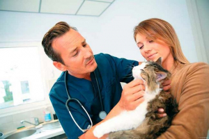 На кішці на шиї, шишка у вигляді м'яча - чи це небезпечно? На кішці на шиї, шишка у вигляді м'яча - чи це небезпечно?