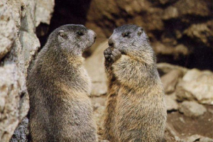 Діти з'явилися в красноярському зоопарку суркова Діти з'явилися в красноярському зоопарку суркова