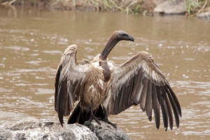 Вчені: африканський гривень під загрозою зникнення Вчені: африканський гривень під загрозою зникнення