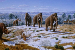 Вчені: через 10 років мамонти повернуться Вчені: через 10 років мамонти повернуться