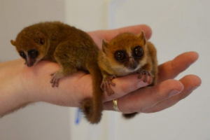 Вчені довели, що карликові лемури зовсім не бояться людей Вчені довели, що карликові лемури зовсім не бояться людей