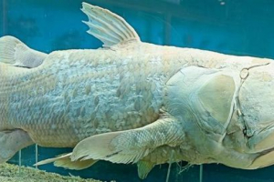 Вчені: стародавні предки latimeriy дихають світлом Вчені: стародавні предки latimeriy дихають світлом