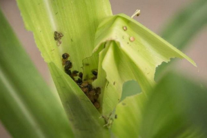 Вчені: caterpillars обманюють кукурудзу своїми власними фекаліями Вчені: caterpillars обманюють кукурудзу своїми власними фекаліями