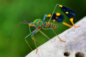 Вчені: джерело жирних кислот омега-3 може бути комахами Вчені: джерело жирних кислот омега-3 може бути комахами