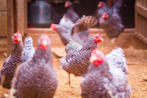 Вчені: чутки розвивалися швидше, ніж вважалося раніше Вчені: чутки розвивалися швидше, ніж вважалося раніше