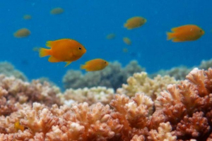 Вчені: знайдена риба, яка плаче, щоб уникнути хижаків Вчені: знайдена риба, яка плаче, щоб уникнути хижаків