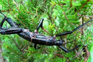 Вчені провели операцію, щоб зберегти жук коліна Вчені провели операцію, щоб зберегти жук коліна