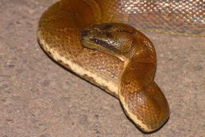 Delivovoid вода - детально про рептилій Delivovoid вода - детально про рептилій