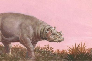 Wintateria - стародавній травійський ссавець Wintateria - стародавній травійський ссавець