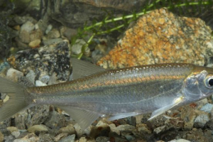 Похмурий Похмурий