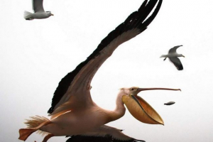 Українська поліція шукає людей, які влаштували постріл пеліканів у шоці Українська поліція шукає людей, які влаштували постріл пеліканів у шоці