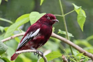 Прикрашений ріжучим помпедом - що є дивовижним птахом? Прикрашений ріжучим помпедом - що є дивовижним птахом?