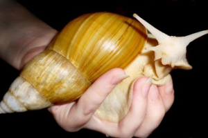 Равлик ахатіна Равлик ахатіна