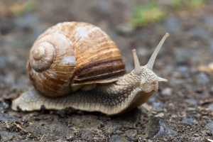 Равлик Равлик