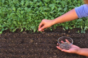 Поліпшення родючості грунтів Поліпшення родючості грунтів