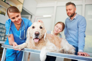 Уретростомія у собак - яка процедура? Уретростомія у собак - яка процедура?