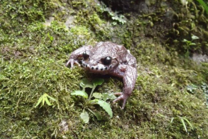Чарівник усатая: фото китайських жаб Чарівник усатая: фото китайських жаб