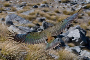 Встановлено походження предка всіх сучасних птахів Встановлено походження предка всіх сучасних птахів