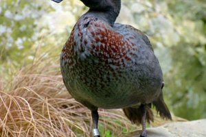 Качка синій Качка синій