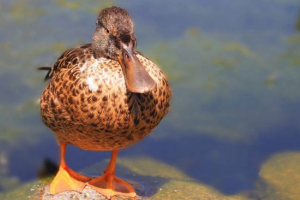 Качка Качка