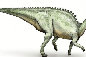 Рок-шкіряний заугоф. Спосіб життя трав'яної ящірки Рок-шкіряний заугоф. Спосіб життя трав'яної ящірки