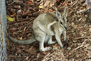 Весільний кенгуру - рідкісний тип зразків тварин Весільний кенгуру - рідкісний тип зразків тварин