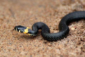 Помаранчевий Помаранчевий