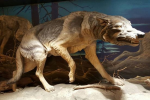 Жахливий вовк Жахливий вовк