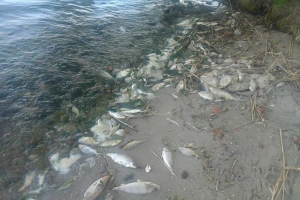 У адигеї в річці помер 10 тисяч риби У адигеї в річці помер 10 тисяч риби