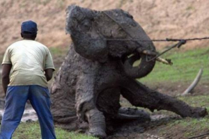 В африці молодий слон був чудом, врятований від ями В африці молодий слон був чудом, врятований від ями