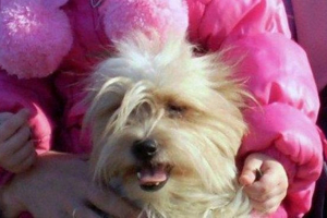 У аеропорту єкатеринбурга господині кинула заморожування собаки У аеропорту єкатеринбурга господині кинула заморожування собаки