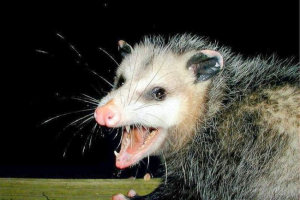 В америці, його дідове мазай В америці, його дідове мазай