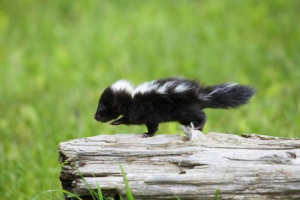 В америці, поліцейський врятував молоду скунку, застряг у банку з-під йогурту В америці, поліцейський врятував молоду скунку, застряг у банку з-під йогурту