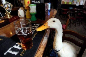 В англії, домашня качка стала опублікованим пабом В англії, домашня качка стала опублікованим пабом