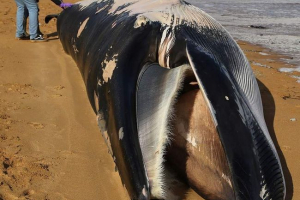 11-Метровий кит, викинутий на берег в англії 11-Метровий кит, викинутий на берег в англії