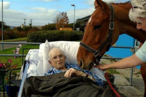 У англії вмираюча людина влаштувала зустріч з його улюбленим конем прямо в лікарні У англії вмираюча людина влаштувала зустріч з його улюбленим конем прямо в лікарні