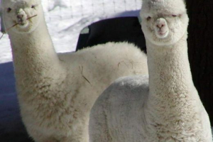 У англійському годуванні будинку невідомі люди побили дві альпаки У англійському годуванні будинку невідомі люди побили дві альпаки