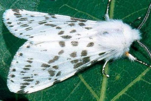 В арканзасі виявлено незвичайне метелик В арканзасі виявлено незвичайне метелик