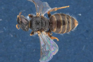 Австралія виявлена алкоголем і довгого барабан бджіл Австралія виявлена алкоголем і довгого барабан бджіл