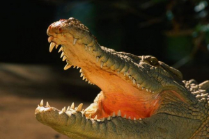 У австралійському зоопарку, голодний крокодил отгбі У австралійському зоопарку, голодний крокодил отгбі