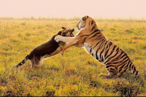 У австралійському зоопарку, тигр дружив з пастухом У австралійському зоопарку, тигр дружив з пастухом