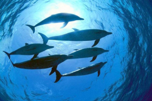 У балтійському морі помічені У балтійському морі помічені