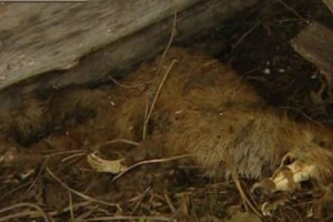 У башкирії, чупакабра збуджує сільські мешканці У башкирії, чупакабра збуджує сільські мешканці