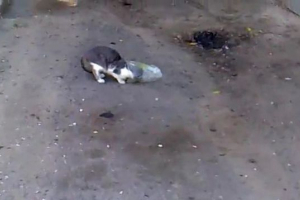 У белгородській області кішка пішла з упаковкою на голову У белгородській області кішка пішла з упаковкою на голову