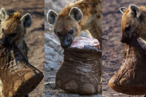 У ботсвані, гієна дет від ноги слона У ботсвані, гієна дет від ноги слона