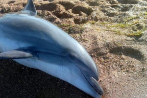 У бразилії відпочиваючі зберегли дельфіна, кинутого на берег У бразилії відпочиваючі зберегли дельфіна, кинутого на берег