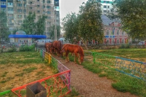 У центрі стерлітамака прогулюється стадо коней У центрі стерлітамака прогулюється стадо коней